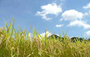 岐阜県産米粉